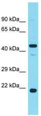 Phosphorylated adapter RNA export protein antibody, TA337956, Origene, Western Blot image 