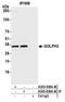 Golgi Phosphoprotein 3 antibody, A305-838A-M, Bethyl Labs, Immunoprecipitation image 