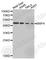 Bone Morphogenetic Protein 4 antibody, A1565, ABclonal Technology, Western Blot image 