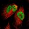 Msx2-interacting protein antibody, HPA015825, Atlas Antibodies, Immunocytochemistry image 