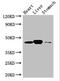 LanC Like 1 antibody, CSB-PA012742LA01HU, Cusabio, Western Blot image 