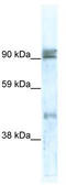 Zinc Finger Protein 227 antibody, TA341531, Origene, Western Blot image 