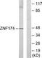 Zinc Finger Protein 174 antibody, TA314694, Origene, Western Blot image 