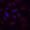 Occludin antibody, MAB7074, R&D Systems, Immunocytochemistry image 