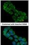 Centrosomin antibody, PA5-31296, Invitrogen Antibodies, Immunofluorescence image 