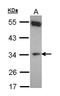 NADH-cytochrome b5 reductase 1 antibody, LS-C185554, Lifespan Biosciences, Western Blot image 