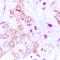 Mitochondrial Ribosomal Protein L49 antibody, orb315616, Biorbyt, Immunohistochemistry paraffin image 