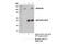 Nucleolin antibody, 14574S, Cell Signaling Technology, Immunoprecipitation image 
