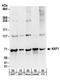 Nuclear Transcription Factor, X-Box Binding 1 antibody, A303-915A, Bethyl Labs, Western Blot image 