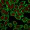 Moesin antibody, NBP2-32875, Novus Biologicals, Immunocytochemistry image 