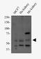 Peptidoglycan Recognition Protein 2 antibody, NBP2-49690, Novus Biologicals, Western Blot image 