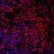 Prolargin antibody, AF6447, R&D Systems, Immunofluorescence image 