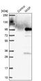 Mitotic Spindle Positioning antibody, NBP2-38955, Novus Biologicals, Western Blot image 
