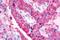 Brain-specific angiogenesis inhibitor 3 antibody, NLS979, Novus Biologicals, Immunohistochemistry frozen image 