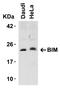 BCL2 Like 11 antibody, A01552, Boster Biological Technology, Western Blot image 