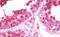 Lipin 1 antibody, MBS248620, MyBioSource, Immunohistochemistry frozen image 