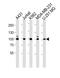 Zinc Finger Protein 175 antibody, PA5-49338, Invitrogen Antibodies, Western Blot image 