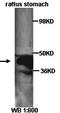 Growth Hormone Secretagogue Receptor antibody, orb77240, Biorbyt, Western Blot image 