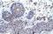 Zinc Finger Protein 660 antibody, NBP1-80190, Novus Biologicals, Immunohistochemistry paraffin image 