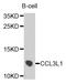 C-C Motif Chemokine Ligand 3 Like 3 antibody, STJ22935, St John
