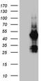 Family With Sequence Similarity 131 Member C antibody, TA810783, Origene, Western Blot image 