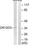 Olfactory Receptor Family 12 Subfamily D Member 3 antibody, TA315860, Origene, Western Blot image 