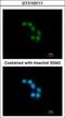 Syntaxin-binding protein 2 antibody, GTX103111, GeneTex, Immunofluorescence image 