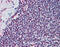 E1A Binding Protein P300 antibody, 51-943, ProSci, Immunohistochemistry frozen image 