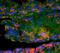 Interferon alpha/beta receptor 2 antibody, orb100572, Biorbyt, Immunohistochemistry paraffin image 