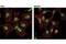 Histone H3 antibody, 5499S, Cell Signaling Technology, Immunofluorescence image 