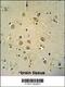 Zic Family Member 3 antibody, 61-491, ProSci, Immunohistochemistry frozen image 