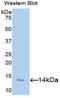 Platelet Factor 4 antibody, LS-C301543, Lifespan Biosciences, Western Blot image 