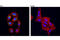 Dickkopf WNT Signaling Pathway Inhibitor 1 antibody, 48367S, Cell Signaling Technology, Immunofluorescence image 