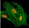 Histone Cluster 4 H4 antibody, NBP2-61558, Novus Biologicals, Immunocytochemistry image 
