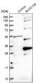 Pallidin antibody, NBP1-87357, Novus Biologicals, Western Blot image 