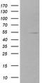 Zinc Finger And SCAN Domain Containing 21 antibody, TA506150BM, Origene, Western Blot image 