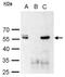 POU Class 3 Homeobox 2 antibody, NBP2-21585, Novus Biologicals, Immunoprecipitation image 