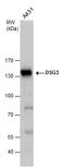 Desmoglein 3 antibody, GTX129931, GeneTex, Western Blot image 