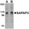 DLG Associated Protein 3 antibody, TA306507, Origene, Western Blot image 
