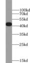 Heterogeneous nuclear ribonucleoprotein D0 antibody, FNab03950, FineTest, Western Blot image 