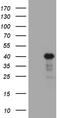 LIM Zinc Finger Domain Containing 2 antibody, TA811408, Origene, Western Blot image 