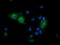 G1 To S Phase Transition 2 antibody, TA503066, Origene, Immunofluorescence image 