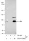 REL Proto-Oncogene, NF-KB Subunit antibody, GTX113264, GeneTex, Immunoprecipitation image 