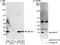UBE2L3 antibody, A300-737A, Bethyl Labs, Western Blot image 
