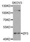 Zona Pellucida Glycoprotein 3 antibody, STJ110653, St John