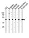 Coiled-Coil Domain Containing 89 antibody, TA328200, Origene, Western Blot image 