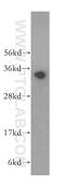 rRNA 2 -O-methyltransferase fibrillarin antibody, 16021-1-AP, Proteintech Group, Western Blot image 