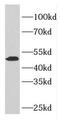 ETS Transcription Factor ELK4 antibody, FNab02739, FineTest, Western Blot image 