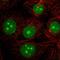 LDOC1 Regulator Of NFKB Signaling antibody, HPA061842, Atlas Antibodies, Immunocytochemistry image 