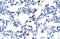 E2F Transcription Factor 6 antibody, 27-521, ProSci, Immunohistochemistry frozen image 